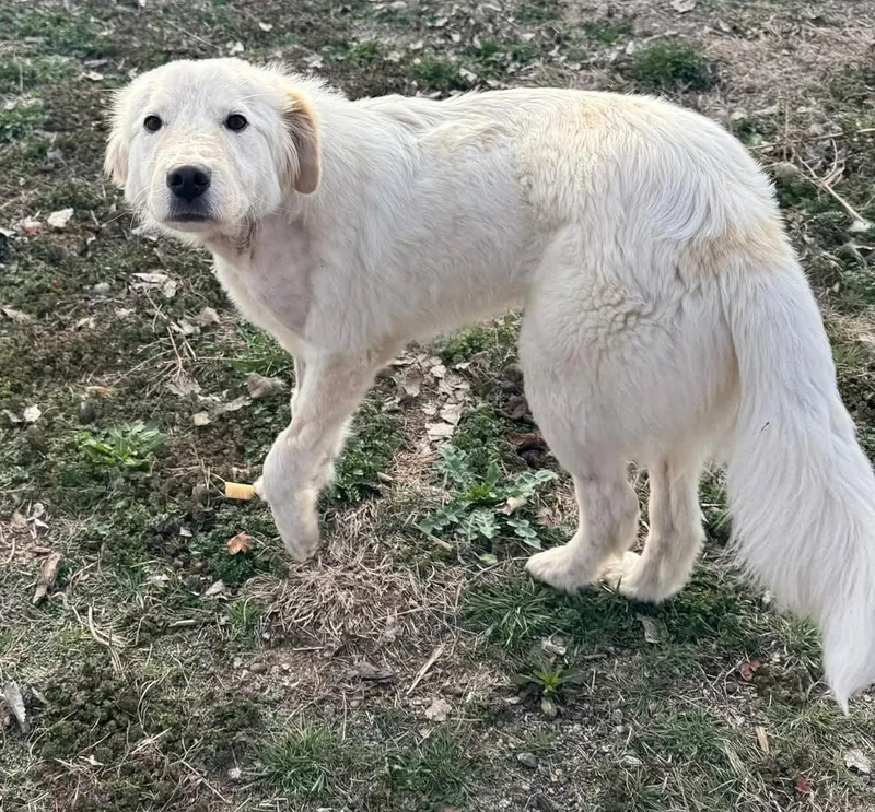 Calloway thumbnail 5