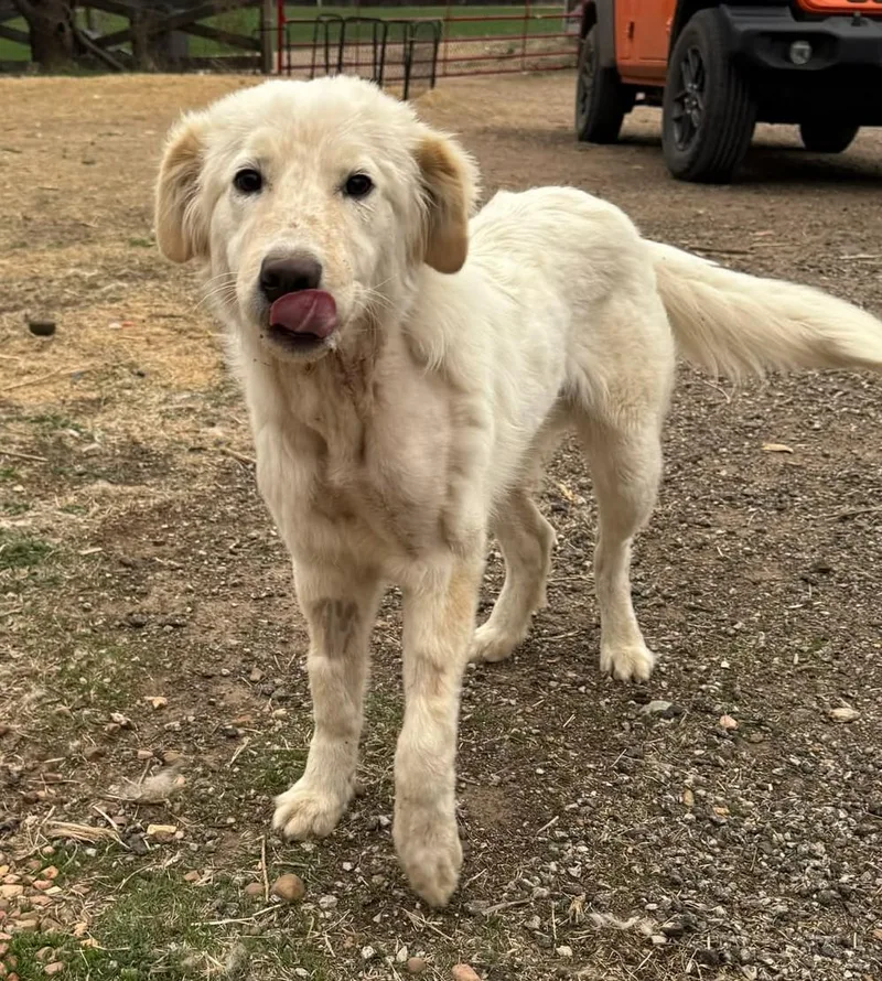 Calloway thumbnail 6