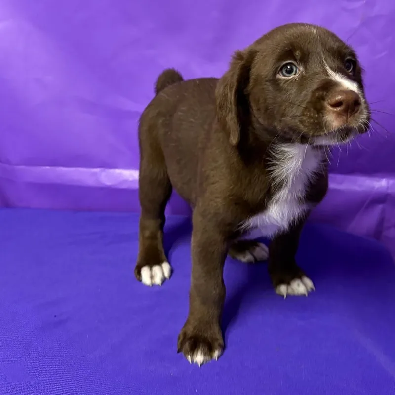 A baby large-sized male Brown / Chocolate Yellow Labrador Retriever dog named Rellis for adoption in North Myrtle Beach, SC