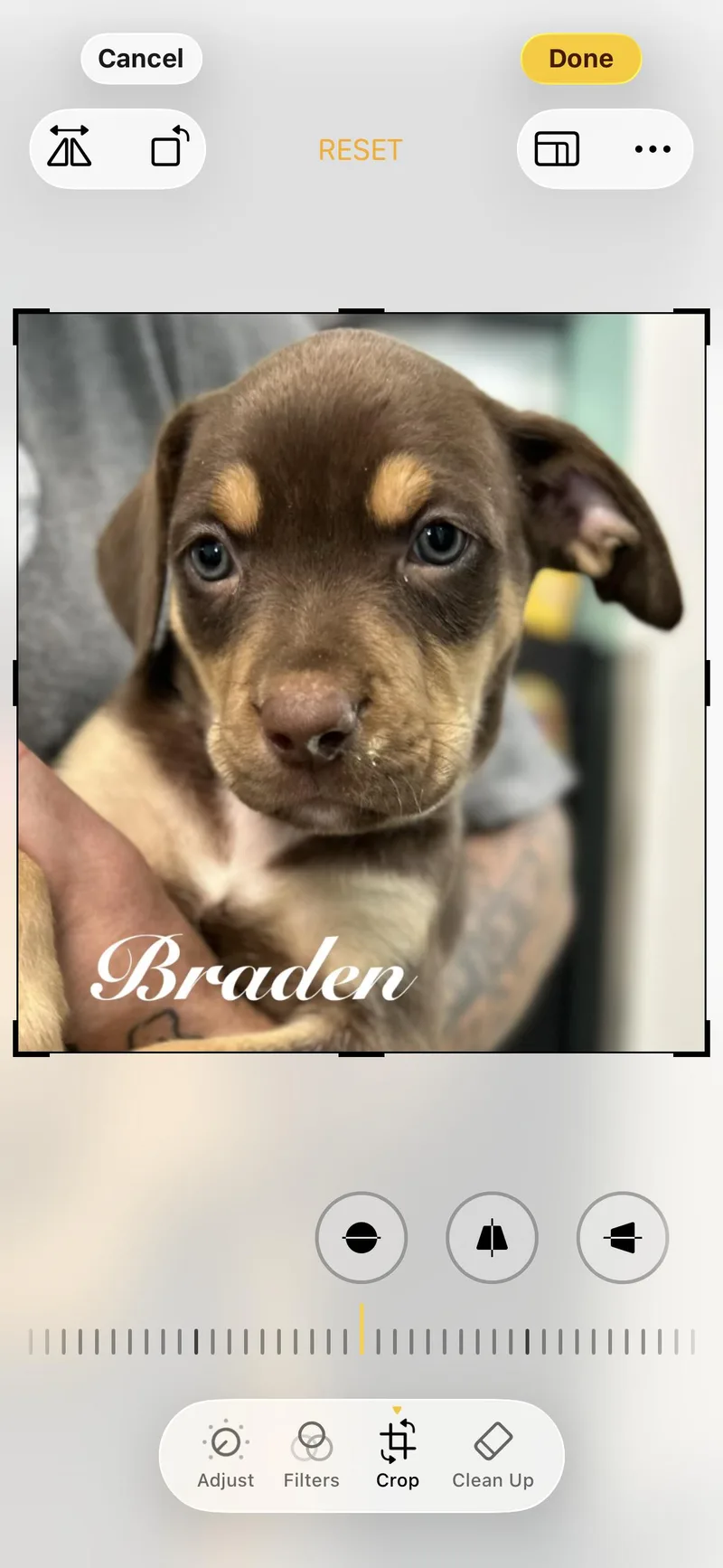 A baby medium-sized male Hound dog named Brayden and Jayden for adoption in seaside heights, NJ