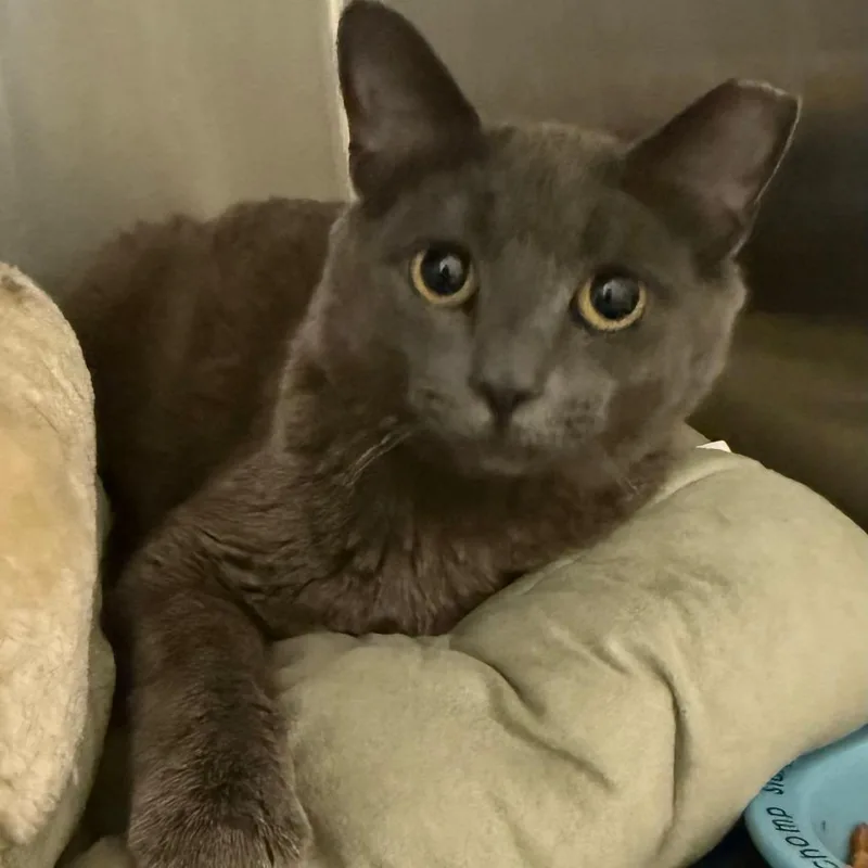 An adult medium-sized female Gray / Blue / Silver Domestic Short Hair cat named Cookie Dough for adoption in Concord, NH