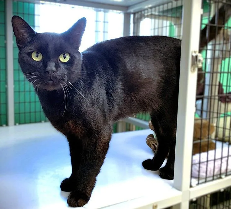 An adult medium-sized male Black Domestic Short Hair cat named Clem for adoption in Seal Beach, CA