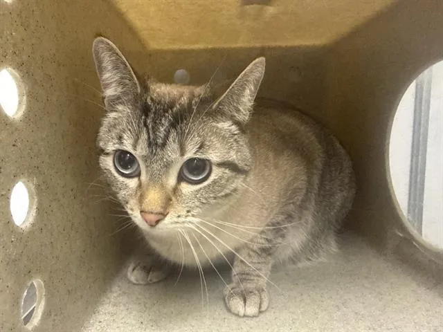 A young medium-sized female Domestic Short Hair cat named Muffin for adoption in Kent, WA