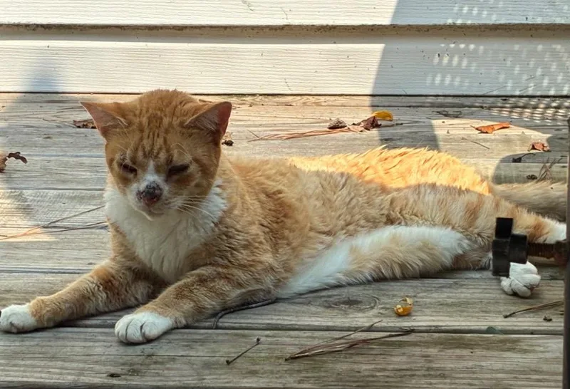 A senior medium-sized female Domestic Short Hair cat named Carrot for adoption in Mineral, VA