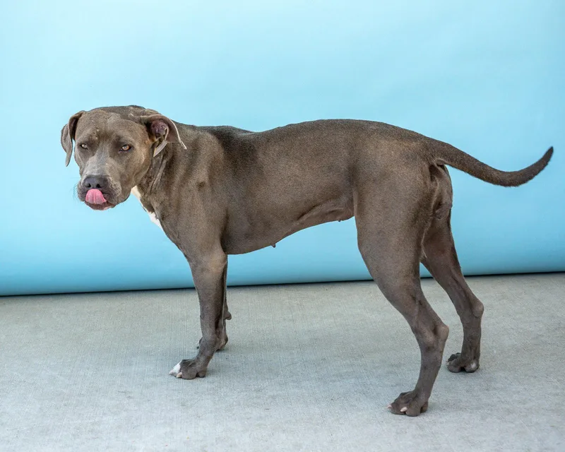 An adult medium-sized female Pit Bull Terrier dog named Willow for adoption in Pasadena, CA
