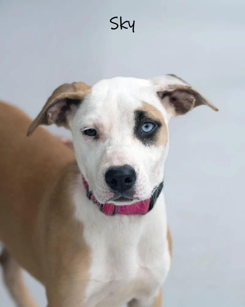 A baby medium-sized female Yellow / Tan / Blond / Fawn Mixed Breed dog named Sky for adoption in Bishop, GA