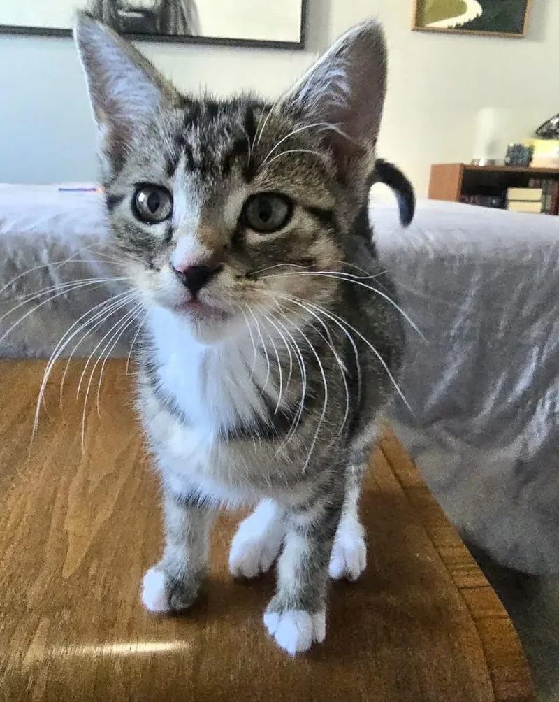 A baby small-sized female Domestic Short Hair cat named Suki for adoption in Ephrata, WA