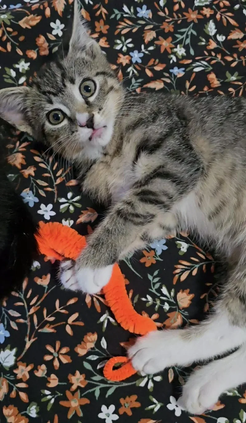 Suki thumbnail 3