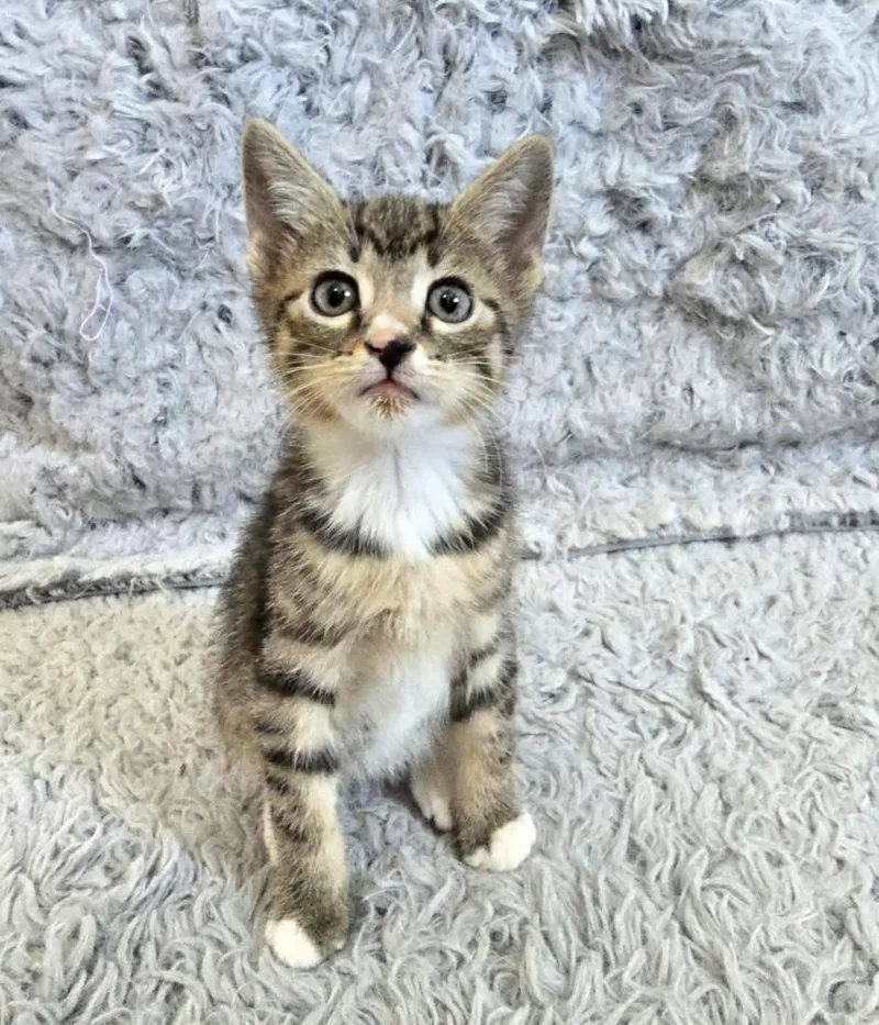 Suki thumbnail 4