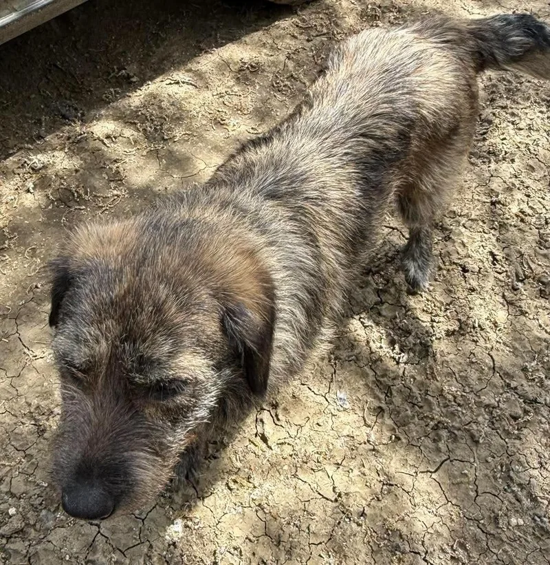 A baby medium-sized female Tricolor (Brown, Black, & White) German Shepherd Dog dog named Joan for adoption in Saint Paul, MN