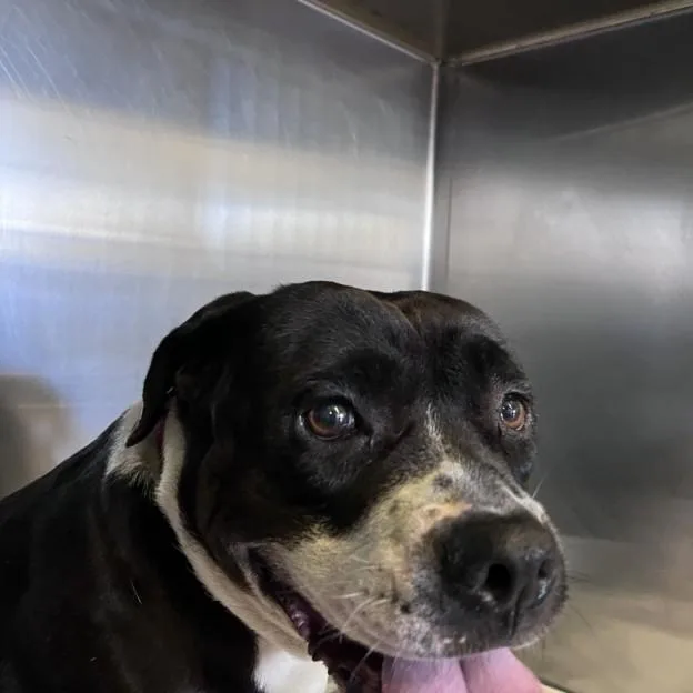 An adult medium-sized female Pit Bull Terrier dog named Asuka for adoption in Los Angeles, CA