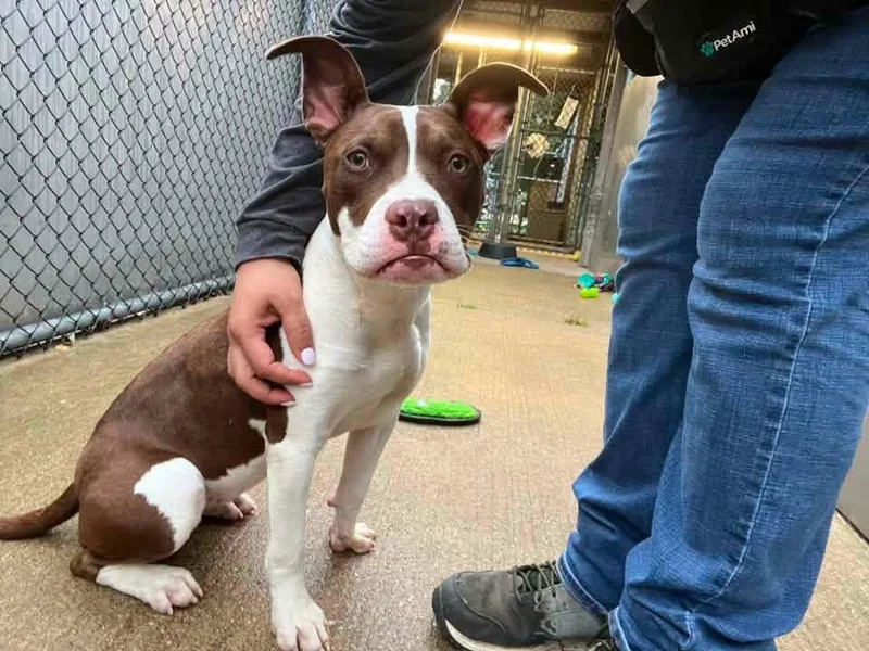 An adult medium-sized female Brown / Chocolate Pit Bull Terrier dog named Eliza for adoption in Chicago, IL