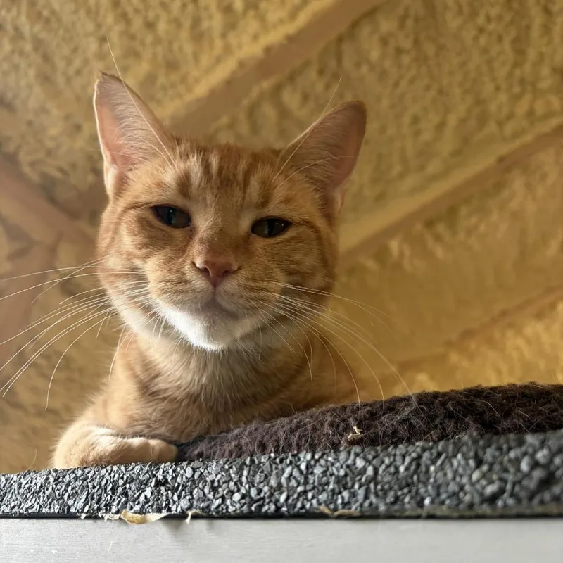 A young medium-sized female Orange / Red Domestic Short Hair cat named Blossom for adoption in Park Falls, WI