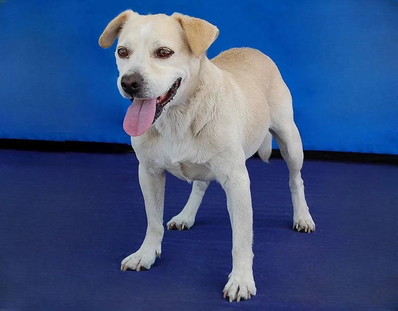 A senior medium-sized male Terrier dog named Payaso for adoption in Pasadena, CA