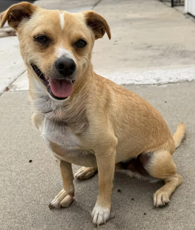 An adult small-sized male Jack Russell Terrier dog named Ace Hardware for adoption in Newport Beach, CA