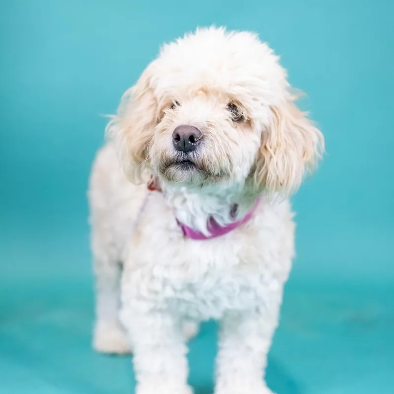 An adult small-sized female Apricot / Beige Miniature Poodle dog named Fiona for adoption in Portland, OR