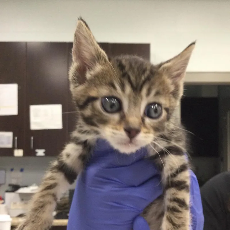 A baby small-sized male Brown / Chocolate Domestic Short Hair cat named Benny for adoption in Marshall, VA