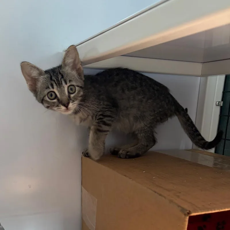 A baby small-sized male Brown / Chocolate Domestic Short Hair cat named Crouton for adoption in Sarasota, FL