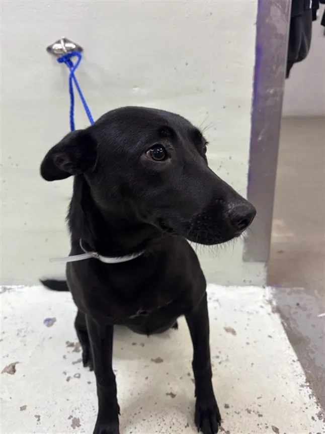 A young medium-sized female Labrador Retriever dog named Finland for adoption in Houston, TX