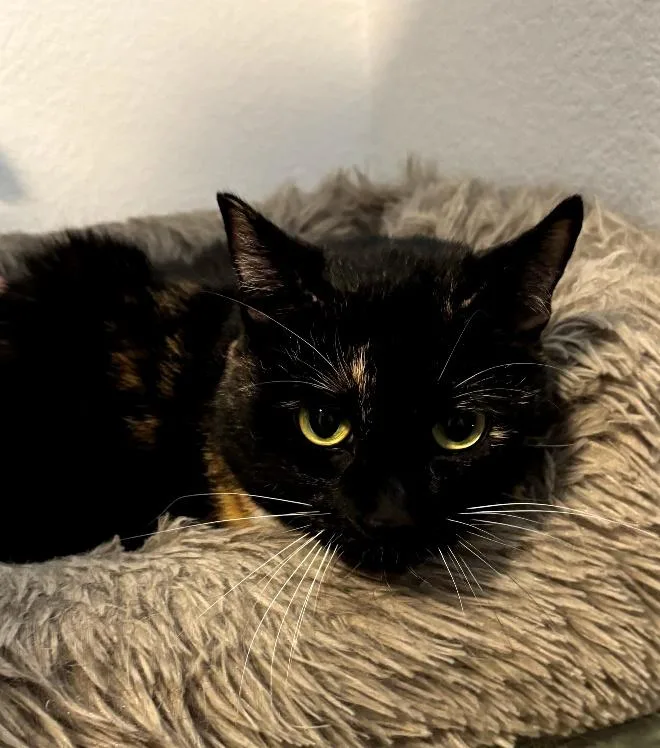 Miss Kelsey thumbnail 2