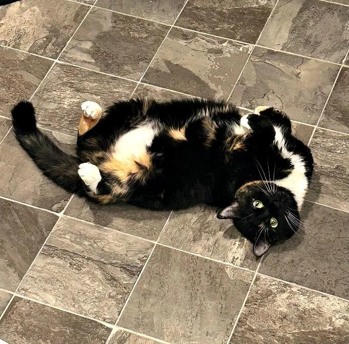 Miss Kelsey thumbnail 4