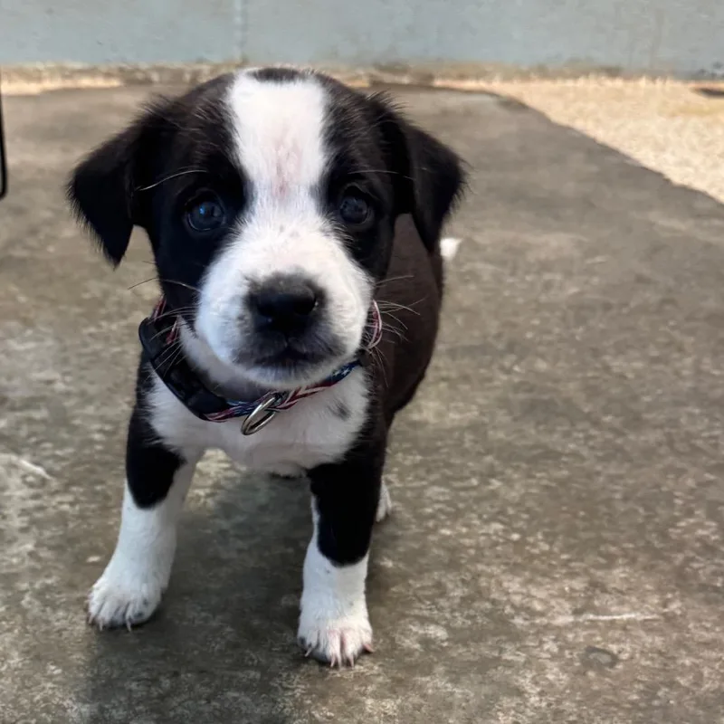A baby small-sized female Black Mixed Breed dog named Rigatoni for adoption in LOXAHATCHEE, FL