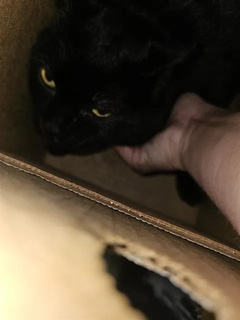 An adult small-sized female Domestic Short Hair cat named Blackee for adoption in Dallas, TX