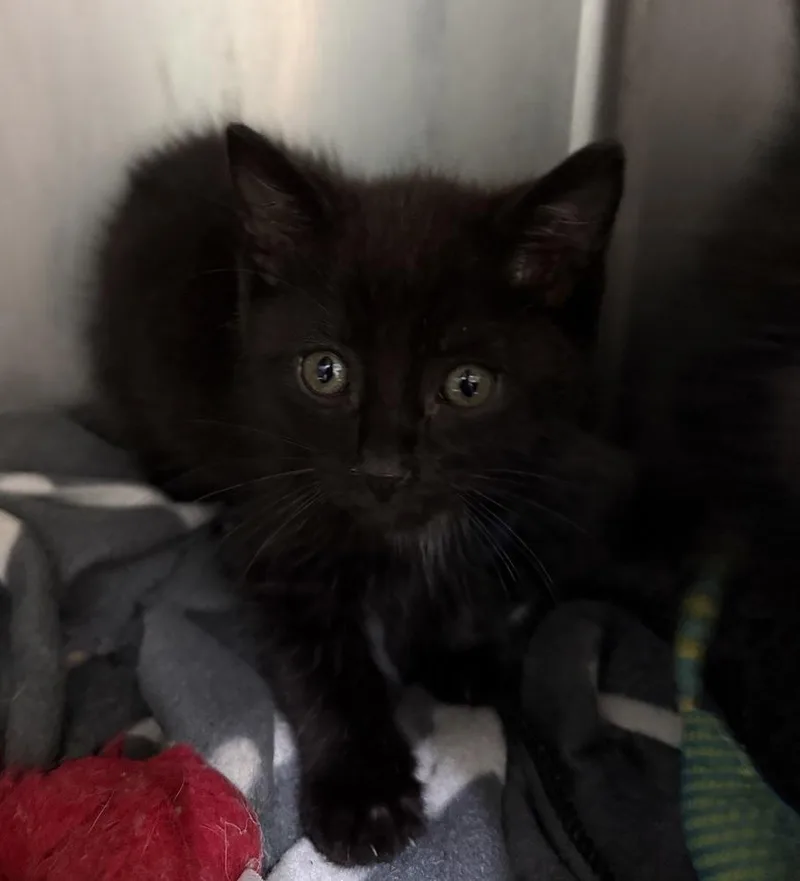 A young small-sized male Black Domestic Short Hair cat named Solstice for adoption in Evansville, IN
