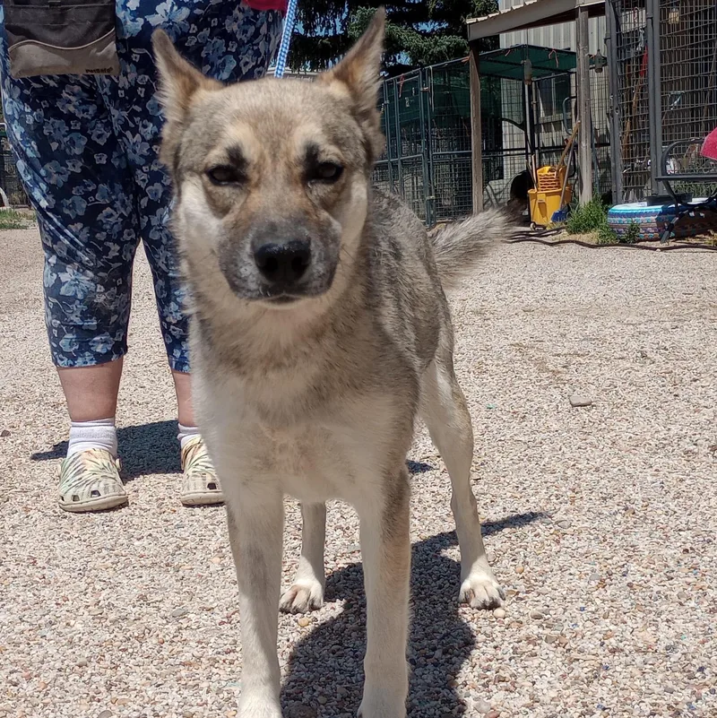 A young medium-sized female Yellow / Tan / Blond / Fawn German Shepherd Dog dog named Stormy for adoption in San Luis, CO