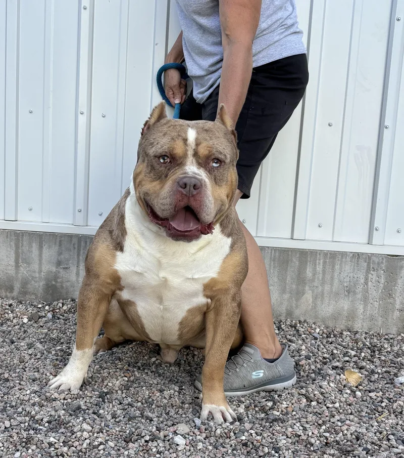 An adult large-sized male Sable American Bulldog dog named Pugsley for adoption in Torrington, WY