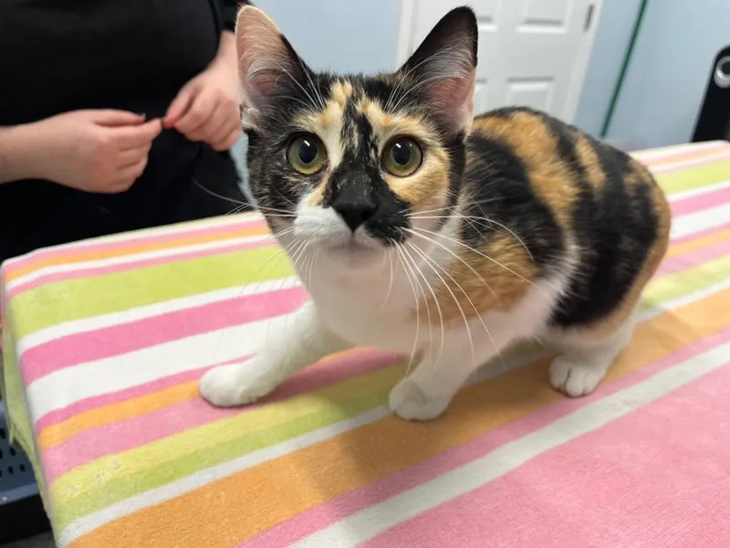 Carolina Wren thumbnail 2