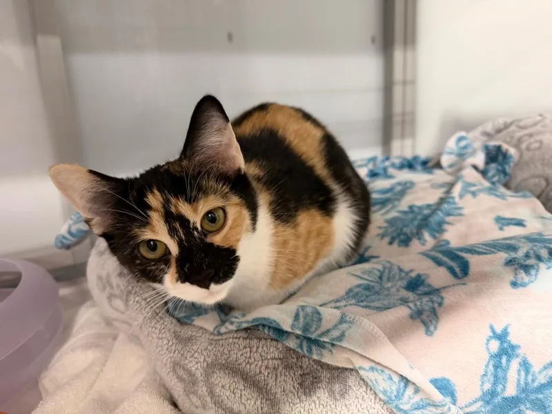 Carolina Wren thumbnail 3