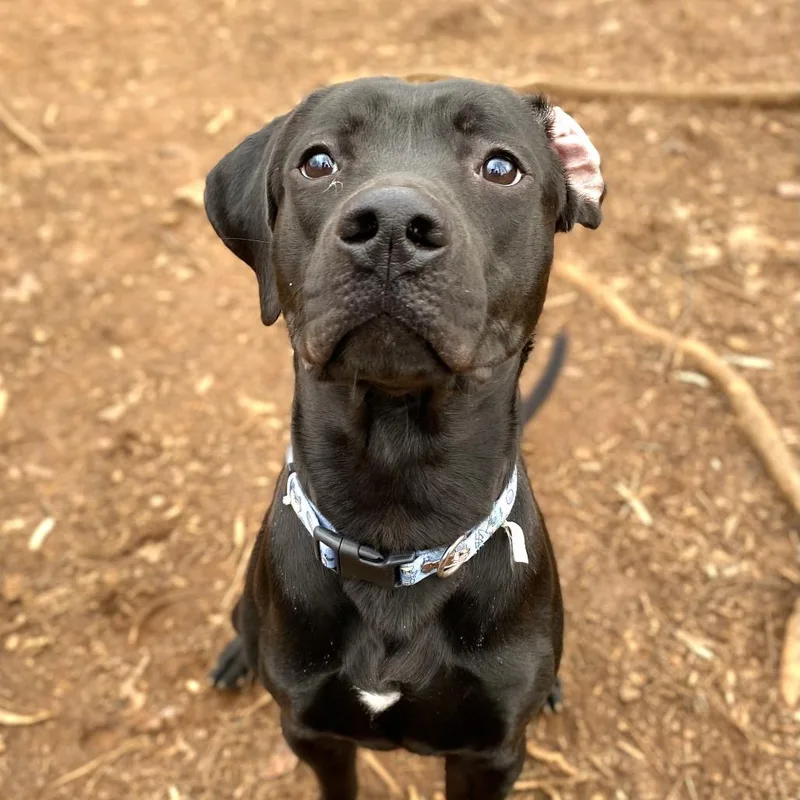 Midnight thumbnail 3