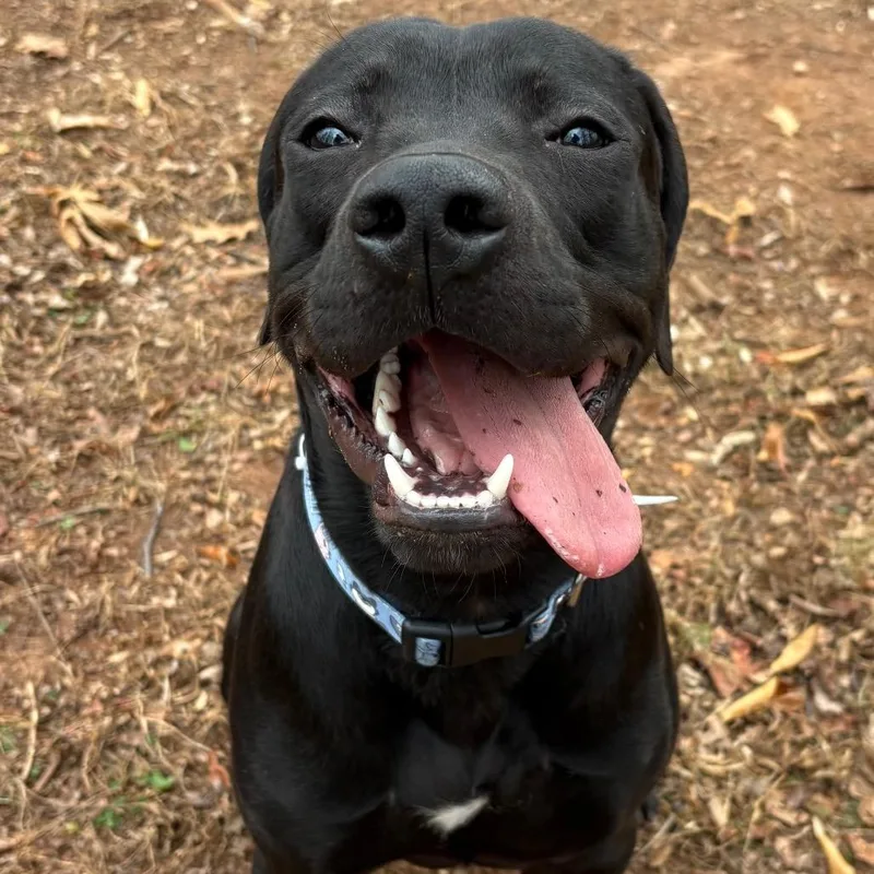 Midnight thumbnail 4