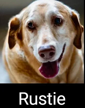 A senior large-sized male Yellow Labrador Retriever dog named Rustie for adoption in Lafayette, CA