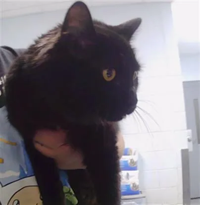 A young small-sized female Domestic Long Hair cat named Clawdia for adoption in Charlotte, NC