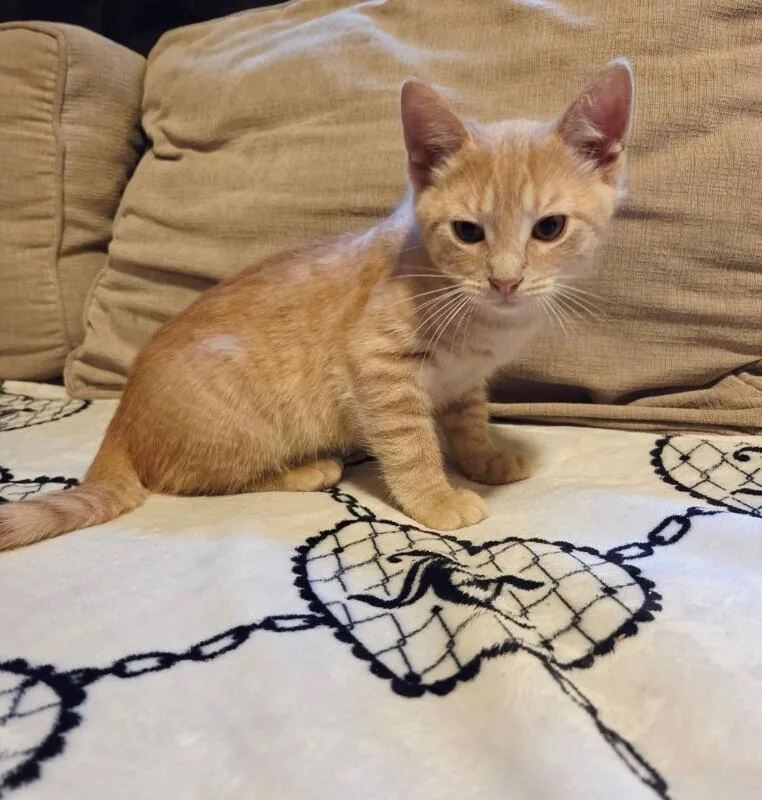 A young medium-sized male Buff / Tan / Fawn Domestic Short Hair cat named Sunny D for adoption in North Babylon, NY