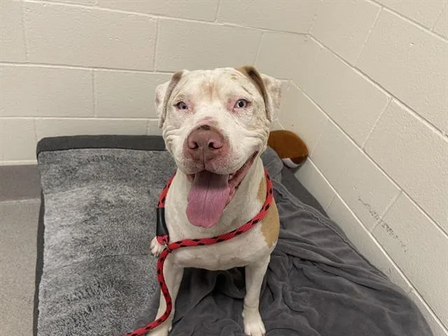 An adult large-sized male Pit Bull Terrier dog named Clancy Arlotto for adoption in Auburn, CA