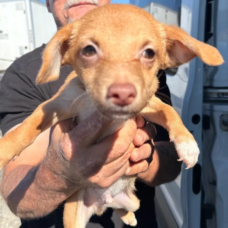 A baby small-sized male Yellow / Tan / Blond / Fawn Chihuahua dog named Chip for adoption in Reno, NV