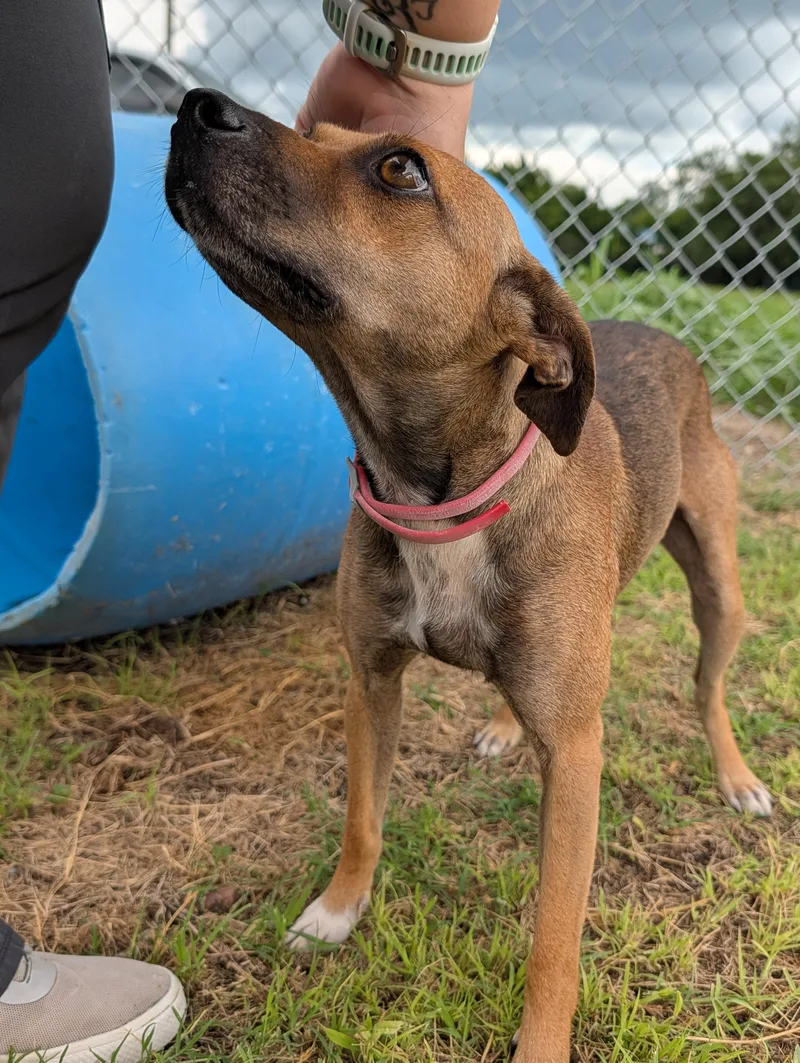 A young small-sized female Bicolor Smooth Fox Terrier dog named Foxy for adoption in Lewisburg, TN