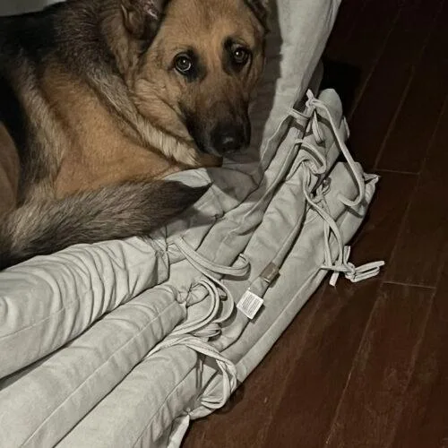 An adult large-sized female Bicolor German Shepherd Dog dog named Sandy for adoption in Raleigh, NC