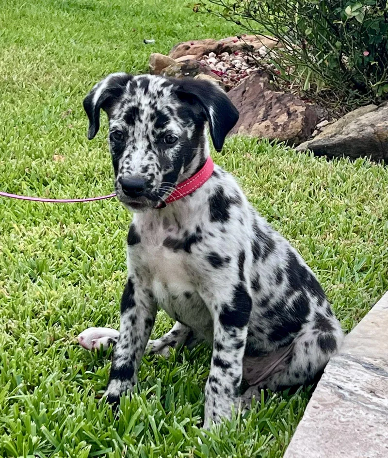 A young medium-sized female Catahoula Leopard Dog dog named Pepper for adoption in Montgomery, TX
