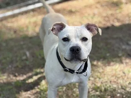 An adult medium-sized male Terrier dog named B Thumper for adoption in North Charleston, SC