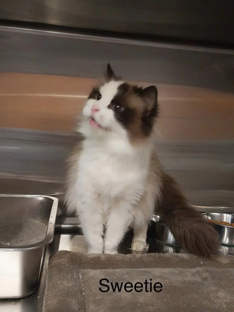 An adult small-sized female Ragdoll cat named Sweetie for adoption in Saint George, UT