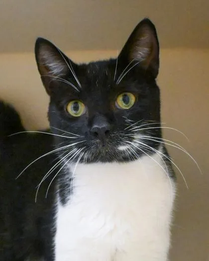 An adult large-sized male Domestic Short Hair cat named Archimedes for adoption in Chamblee, GA