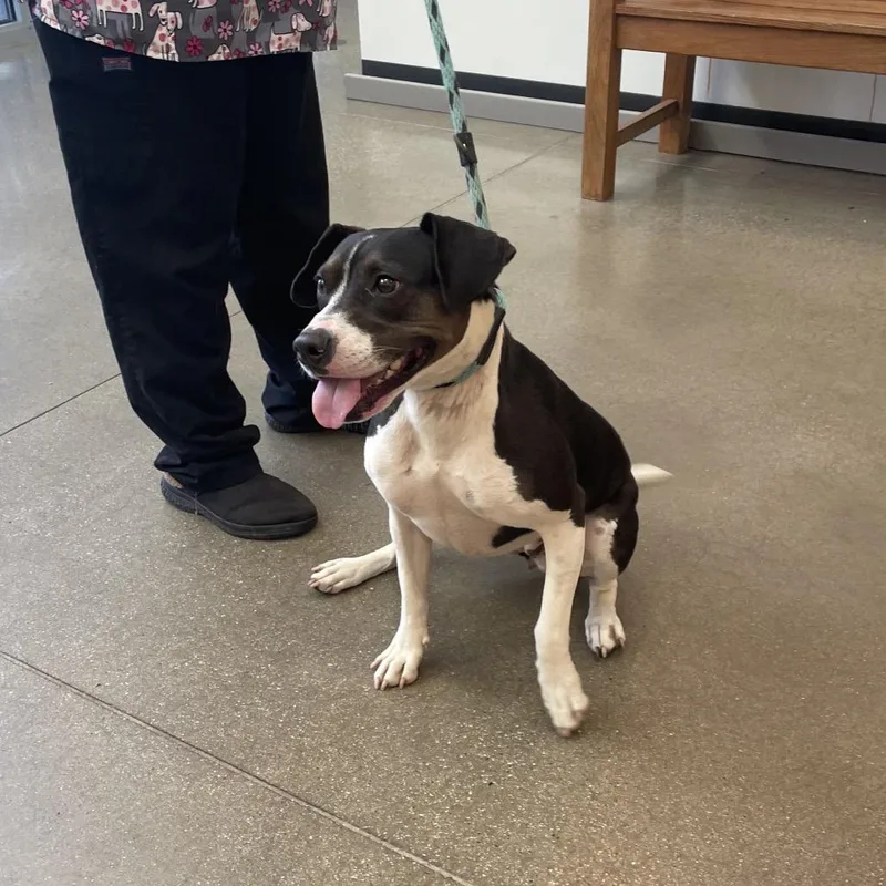 An adult medium-sized female Black Pit Bull Terrier dog named Meghan for adoption in York, PA