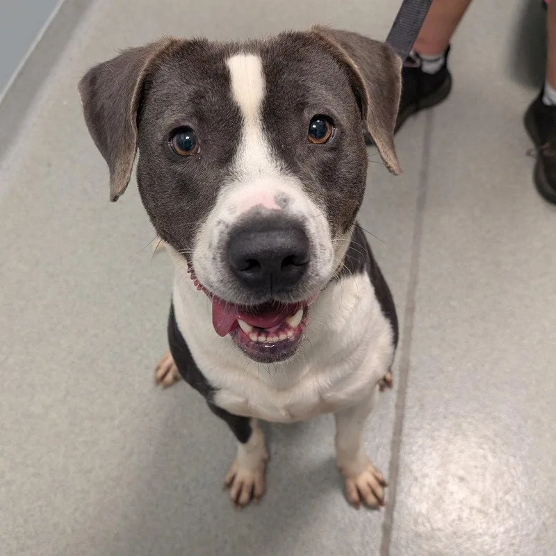 An adult medium-sized male Mixed Breed dog named Chase for adoption in New Castle, DE