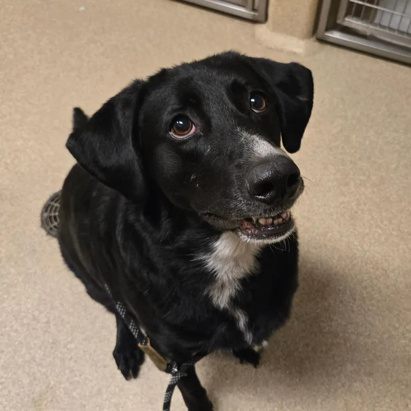 An adult medium-sized female Labrador Retriever dog named Sage for adoption in Bristol, IN