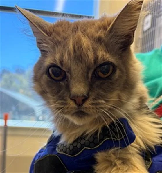 An adult small-sized female Domestic Medium Hair cat named Meg for adoption in Santa Maria, CA