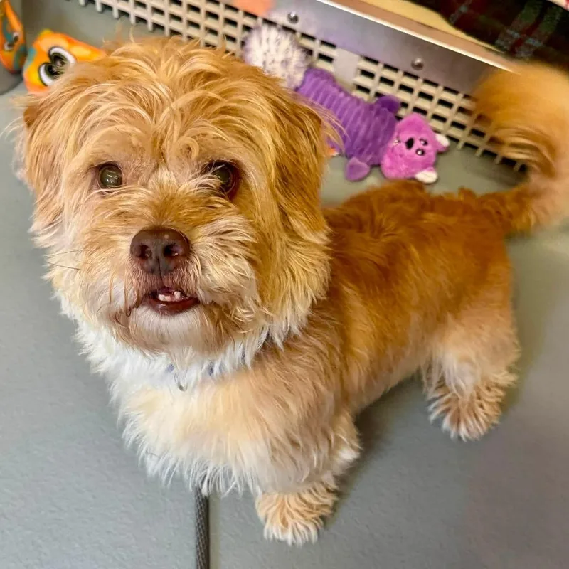 An adult small-sized male Apricot / Beige Mixed Breed dog named Cooper for adoption in Saint Charles, MO